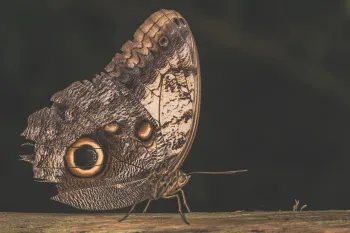 Butterfly with owl-like markings on its wings perched on a wood surface against a dark background.
