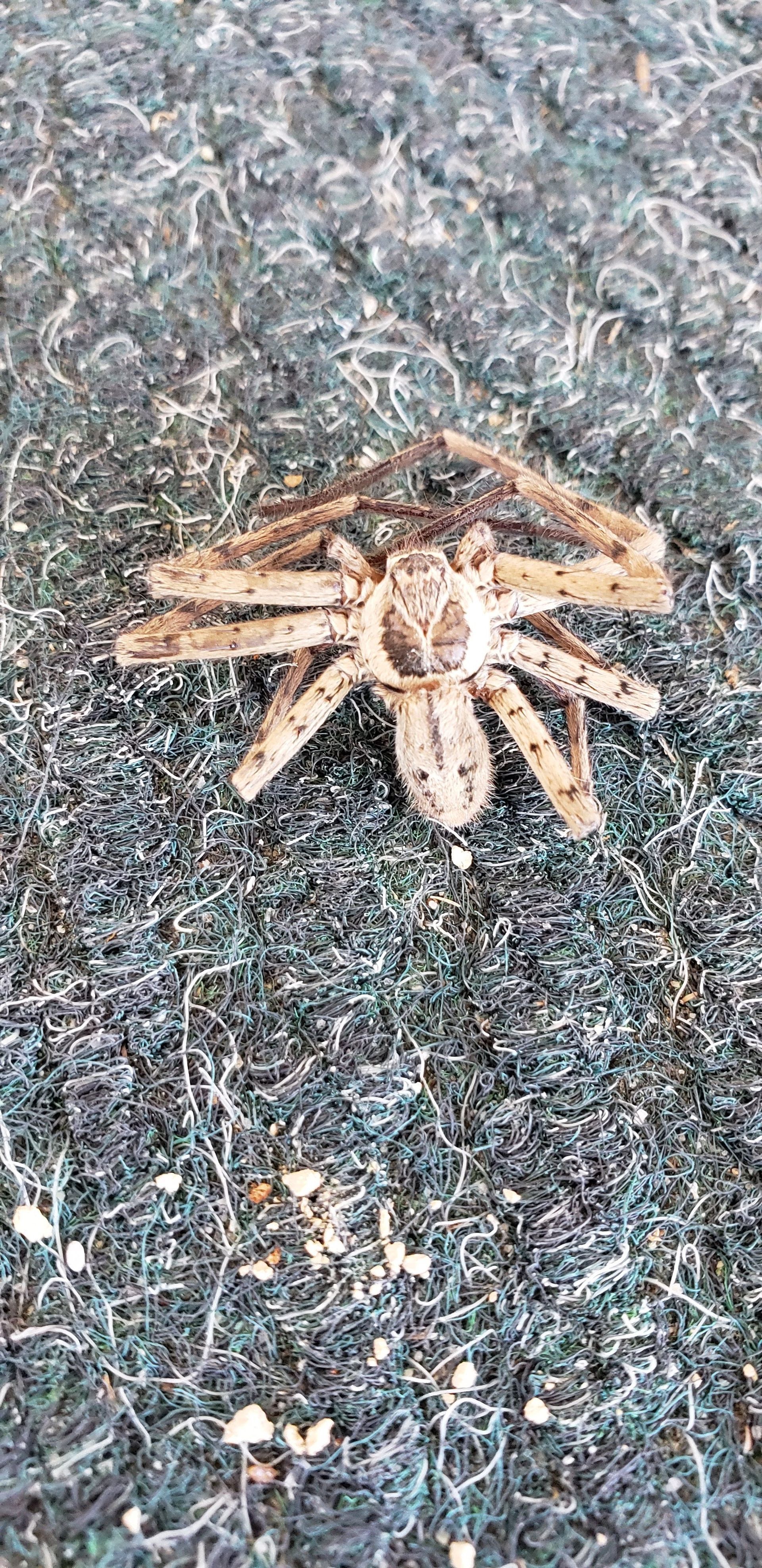 A spider with a tan body and brown legs on a dark-colored carpet.