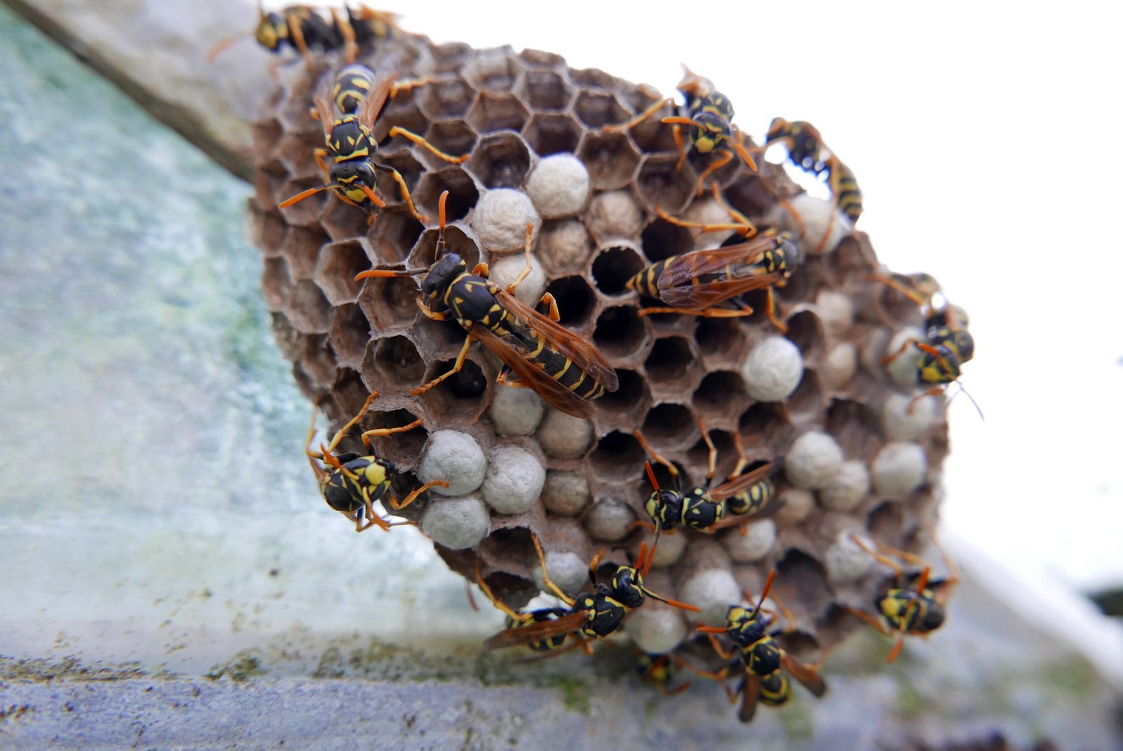 Wasps on a honeycomb nest, brown and yellow insects building in an outdoor setting.