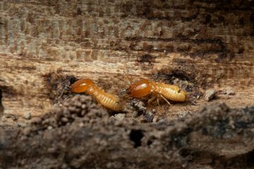 Two termites with amber heads in wood.