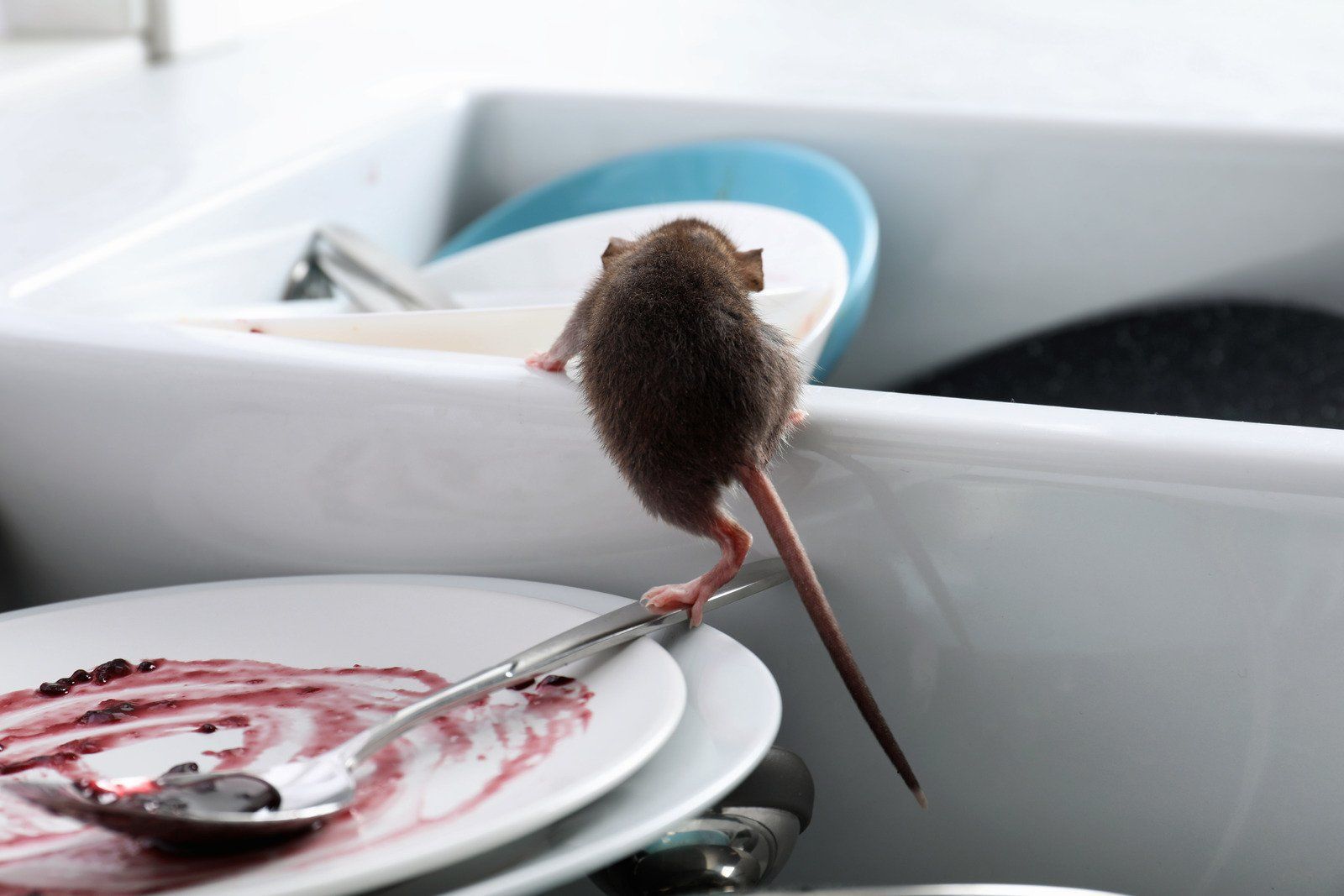 A brown mouse climbing on a spoon atop dirty dishes in a kitchen sink.
