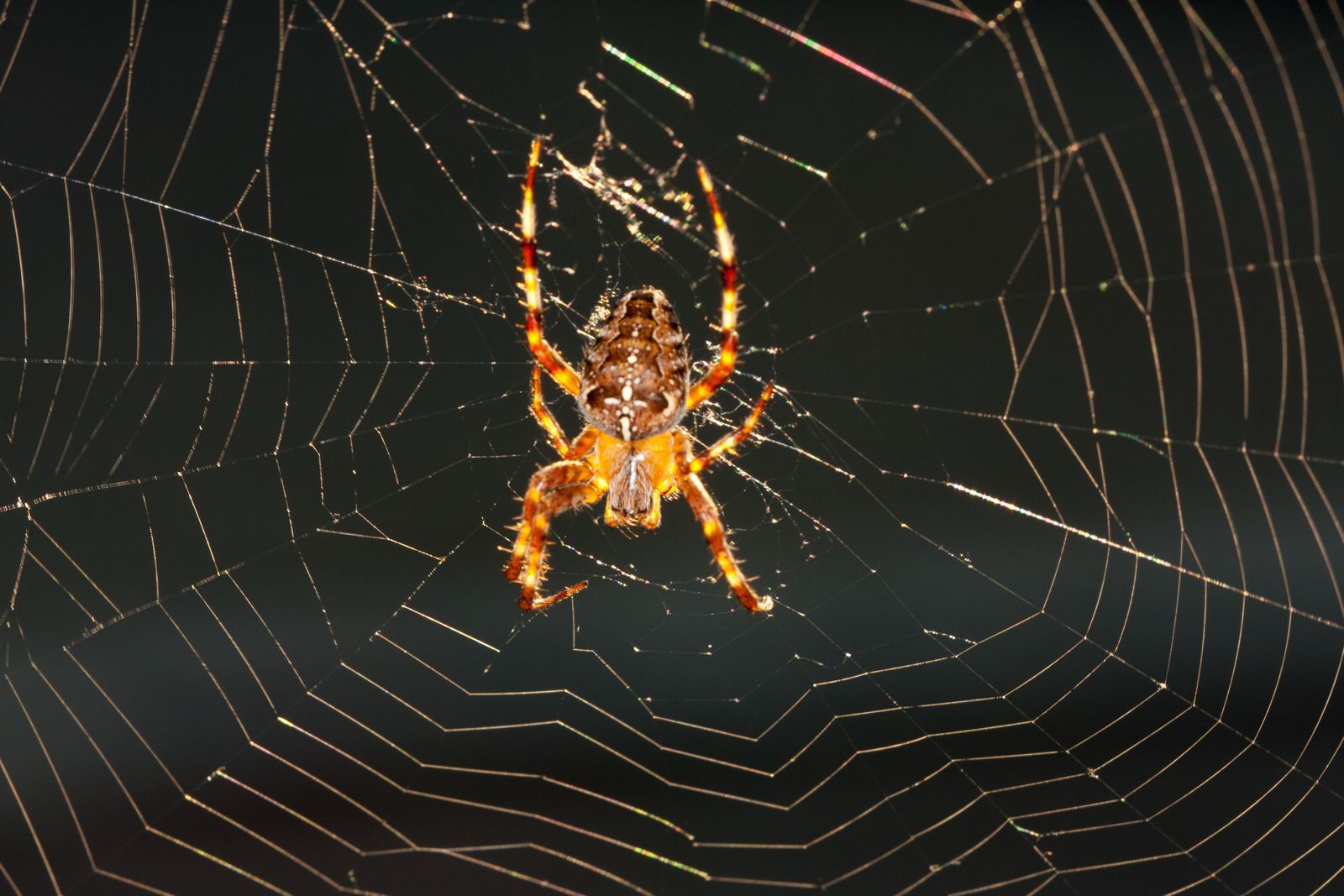 Brown spider on a web, lit by sunlight against a dark background.