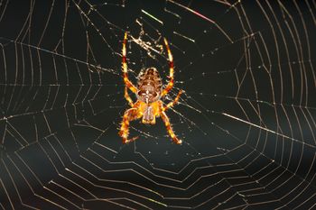 Brown spider on a web, lit by sunlight against a dark background.