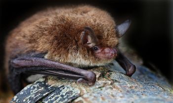 Brown bat with fluffy fur perches on a speckled rock. Black wings and ears, reddish face.