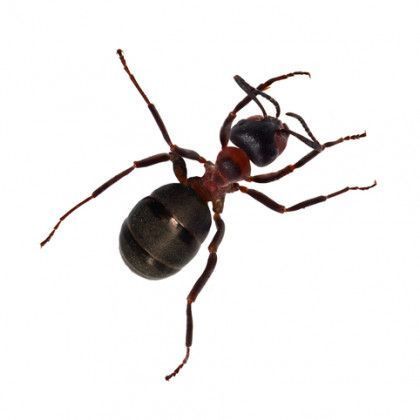Ant Control Service in Portland, OR