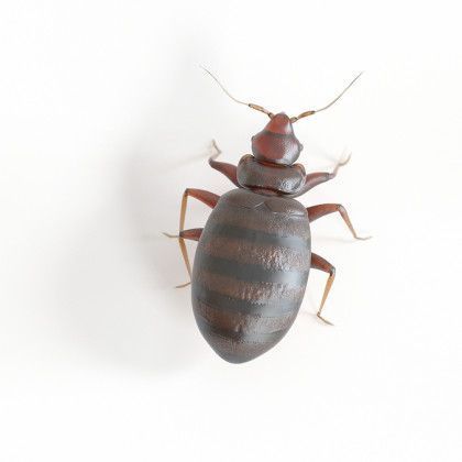 Bed bugs removal service in Portland, OR