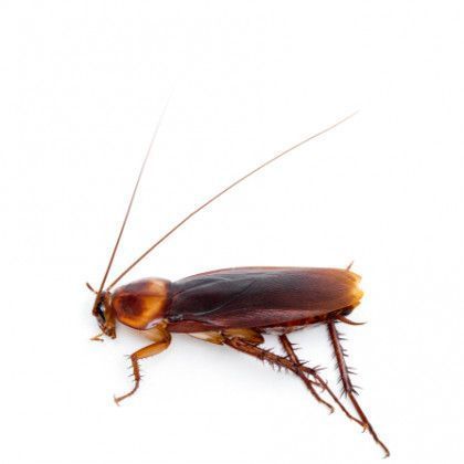 Cockroach Pest Control service in Portland, OR