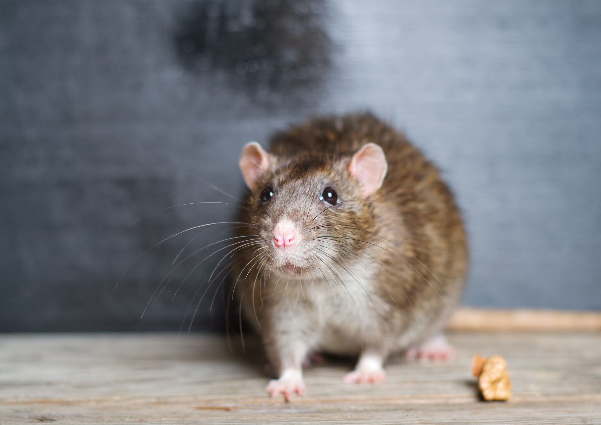 Rodent Pest Control in Portland, OR