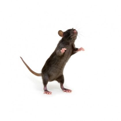 Rodent Control Service in Portland, OR