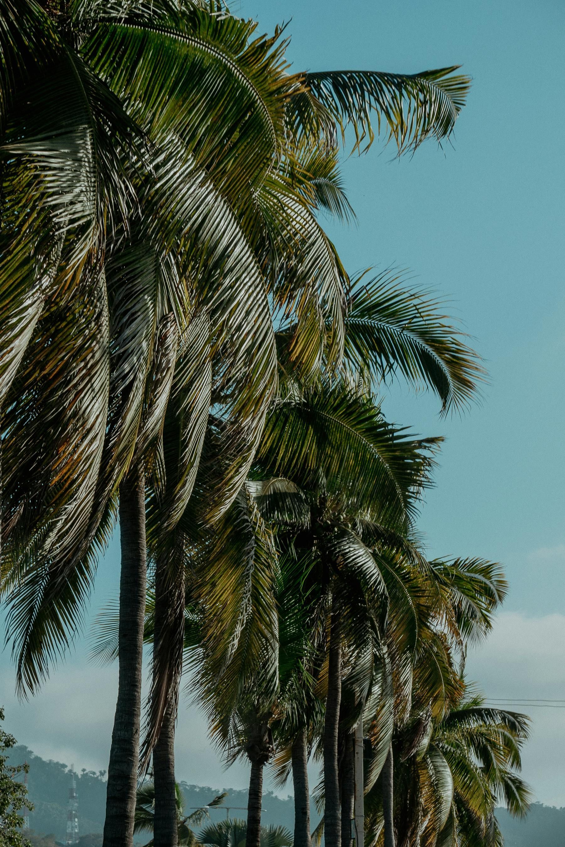 Tall palm trees lining a road against a clear blue sky.