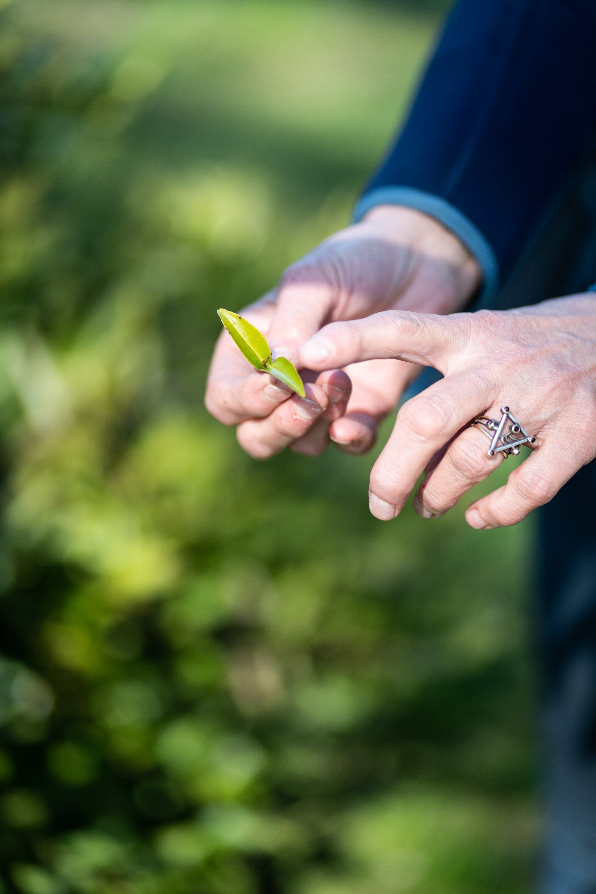 Een vrouw houdt een kleine groene plant in haar handen.