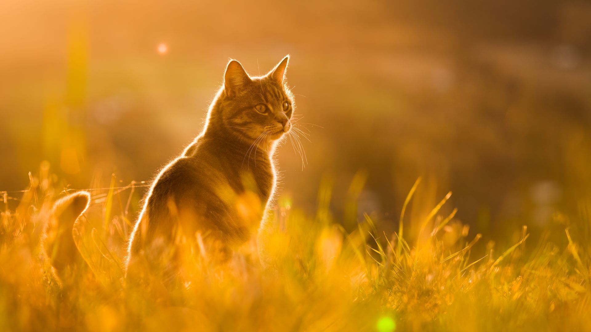 Backlit fox sitting in golden grass at sunset