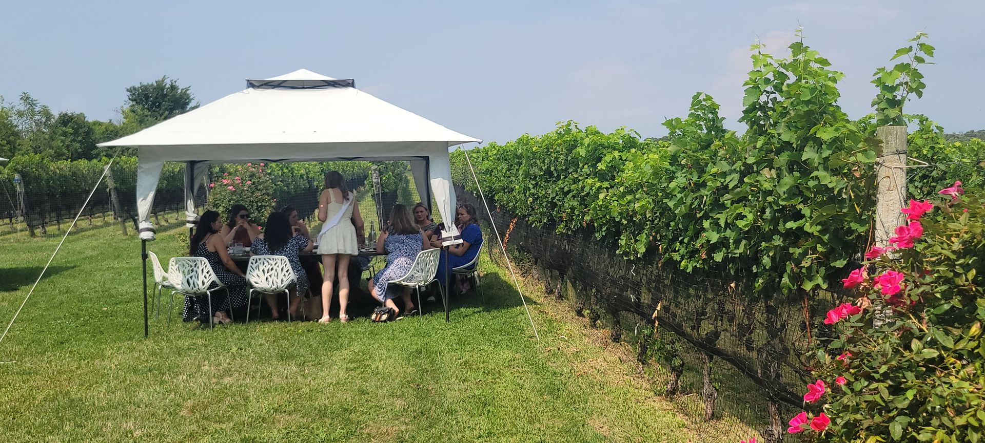 Bachelorette Group under a Canopy in the vines sipping Wines and enjoying appetizers at Mattebella Vineyard