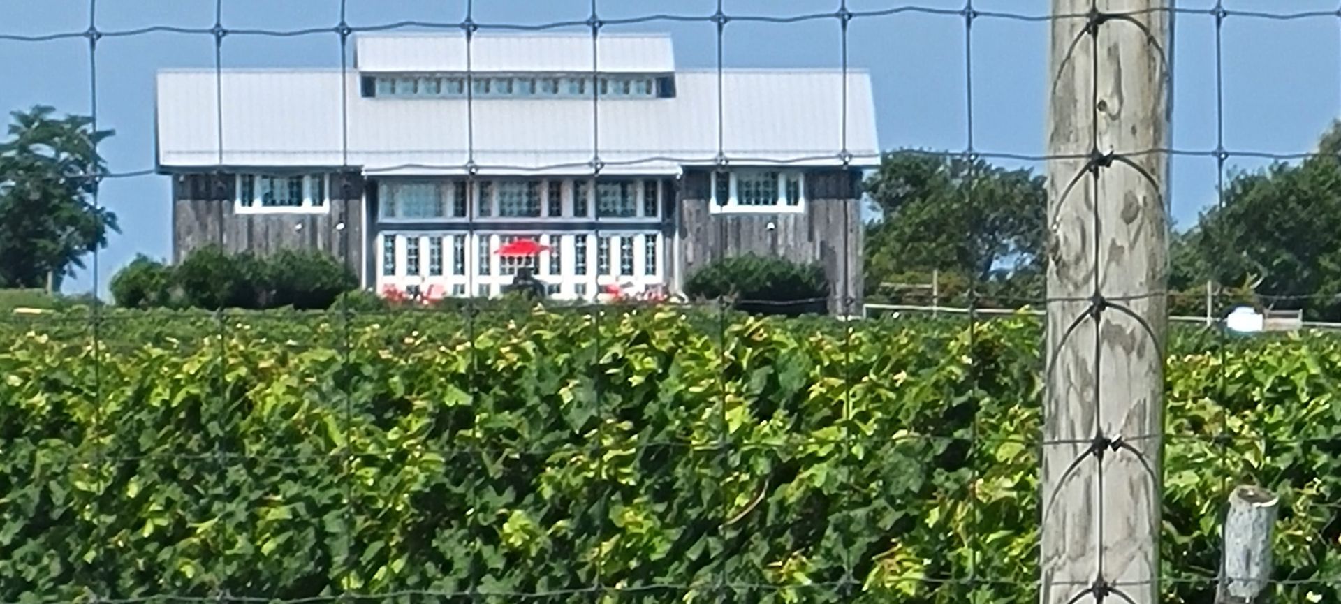 Outdoor View of Kontokosta Vineyard Tasting House in the Midst of Rows of Vines