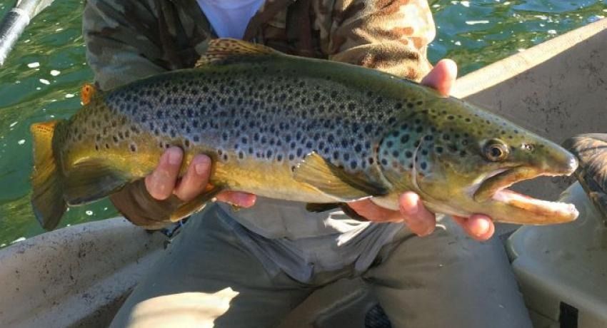 A person holding a large brown trout with dark spots and yellow fins on a boat.