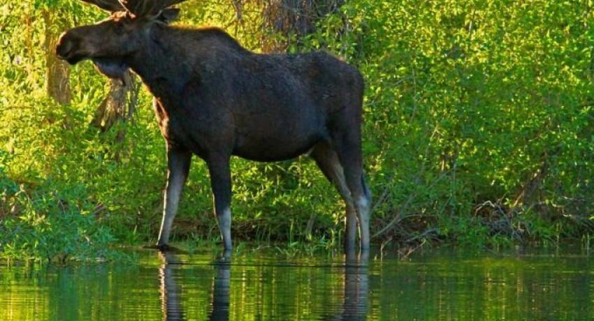 Moose standing in water, foraging near green vegetation at edge of a body of water, lit by sunlight.