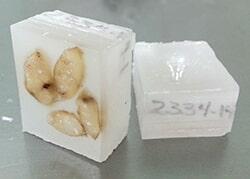 DRA. GUILLERMINA ERÉNDIRA PEDROZA HERRERA