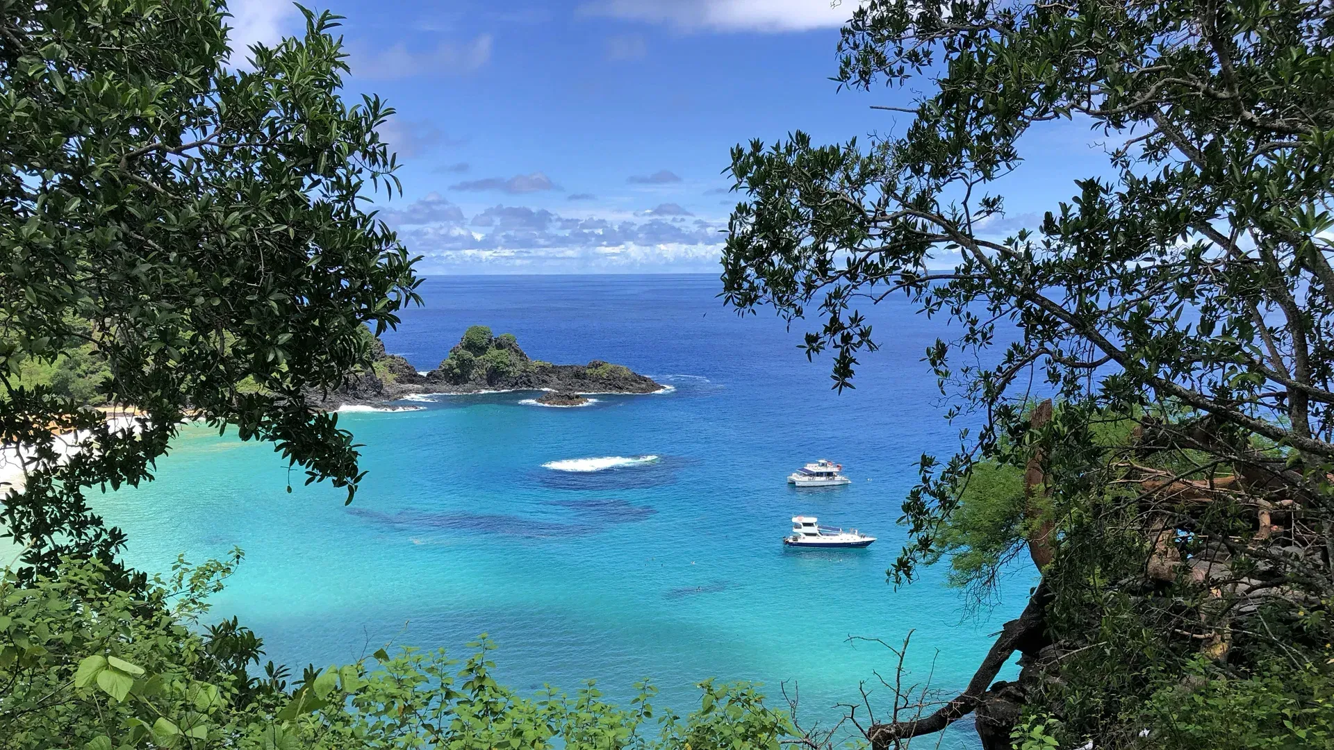Uma vista do oceano através das árvores com barcos na água