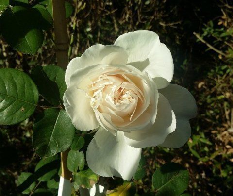 ﻿Rosa Colonial White
