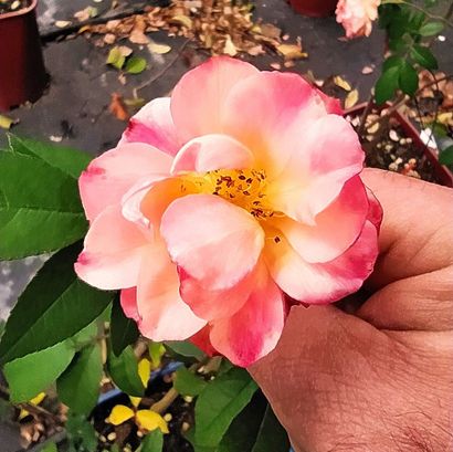 ARABIA エステリ・トムラ ボタニカ /