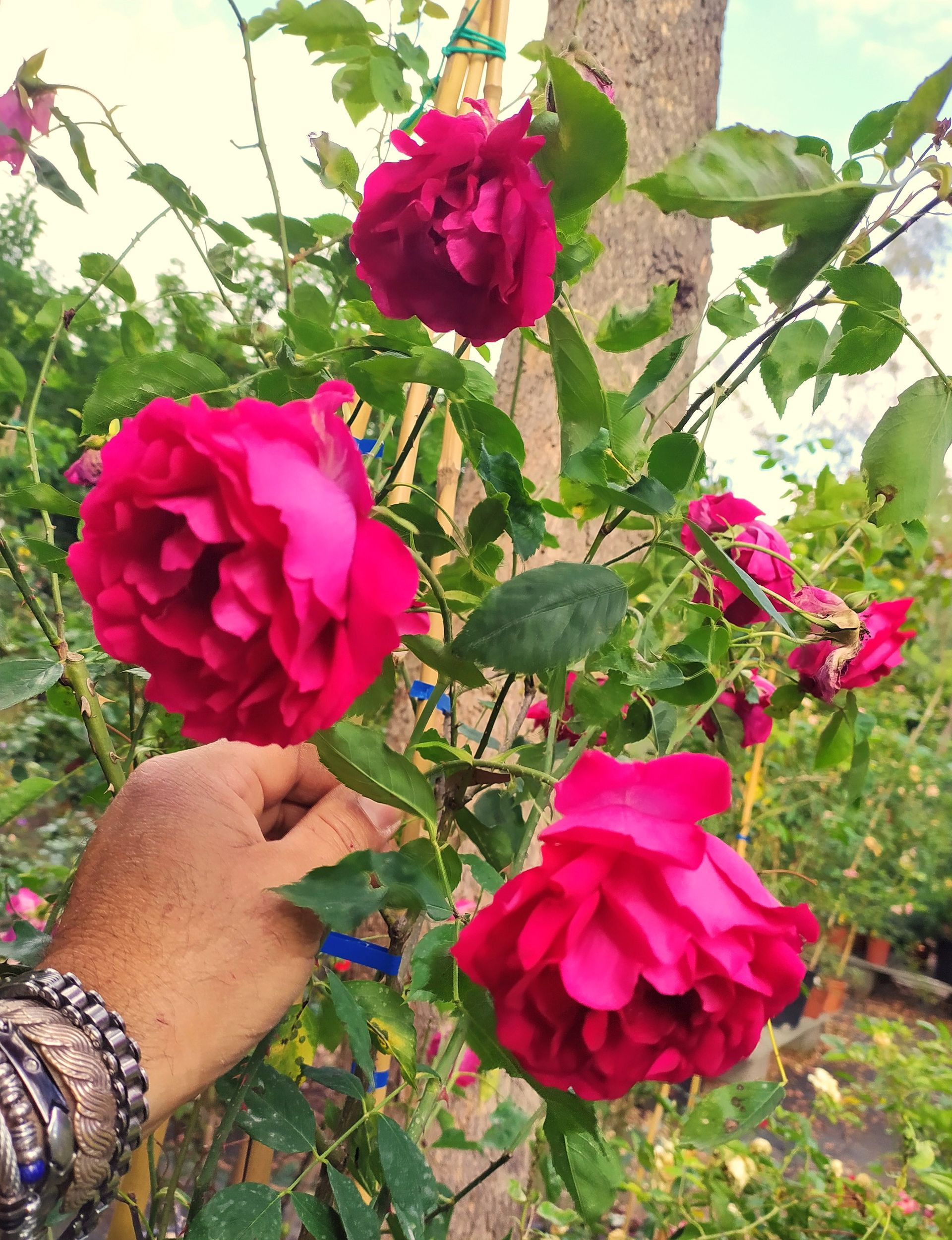 Rosa di Al Capone