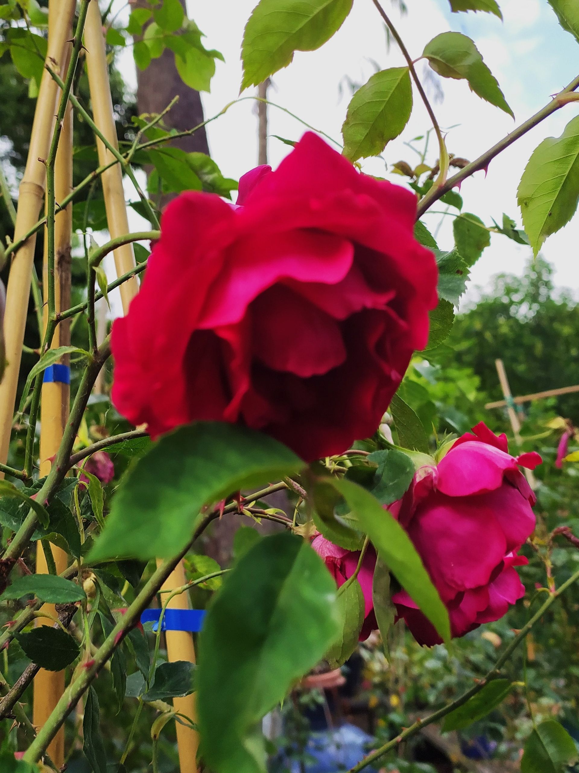 Rosa M.me Isaac Pereire