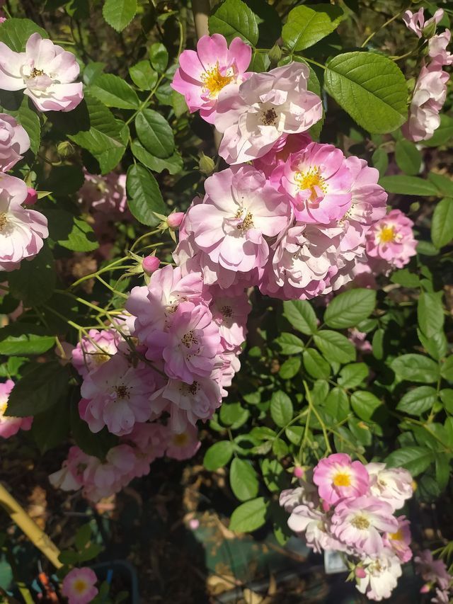 Rosa Apple Blossom