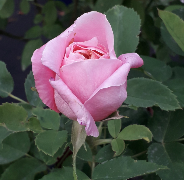 Le rose ibride perpetue, Roma