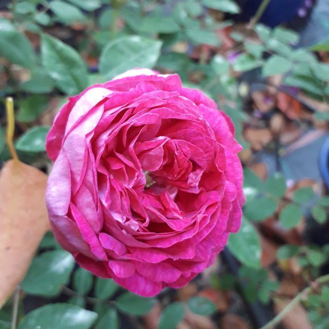 Rosa Beau Narcisse