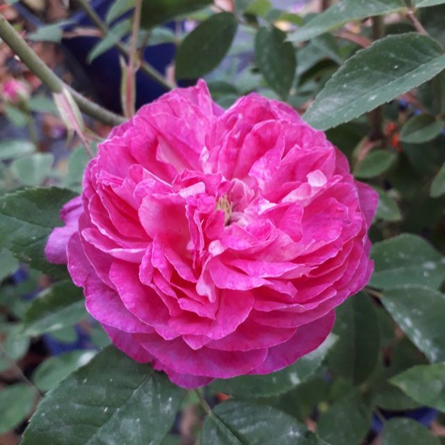 Rosa Beau Narcisse