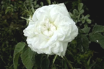 Rosa Blanc de Vibert