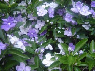 Brumfelsia Calycina