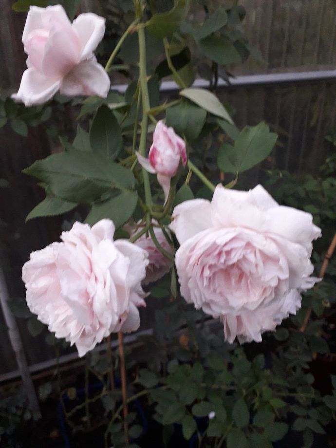 Rosa Comtesse de Rocquigny