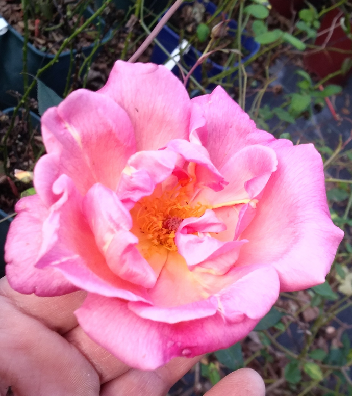 Rosa Comtesse du Cayla