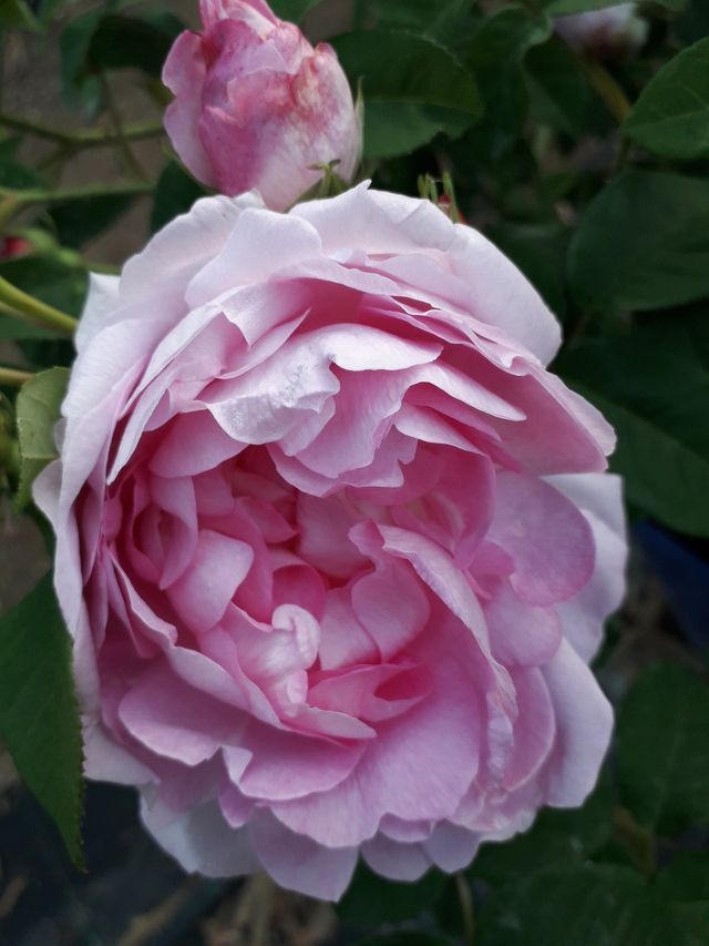 Rosa Duchesse d’Angoulème