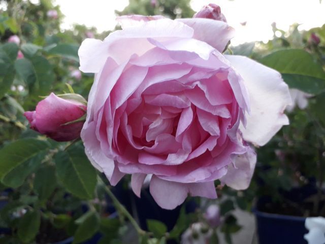 Rosa Duchesse d’Angoulème