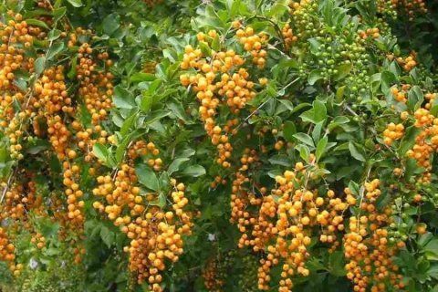 Duranta Erecta