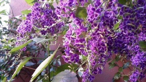 Duranta Erecta