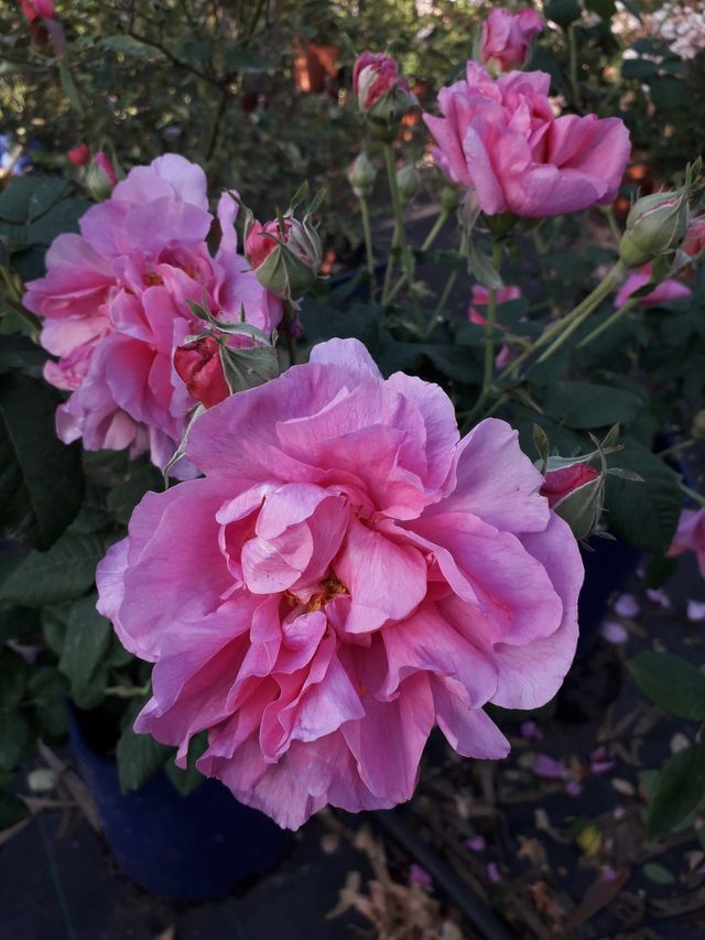 Rosa Empress Joséphine