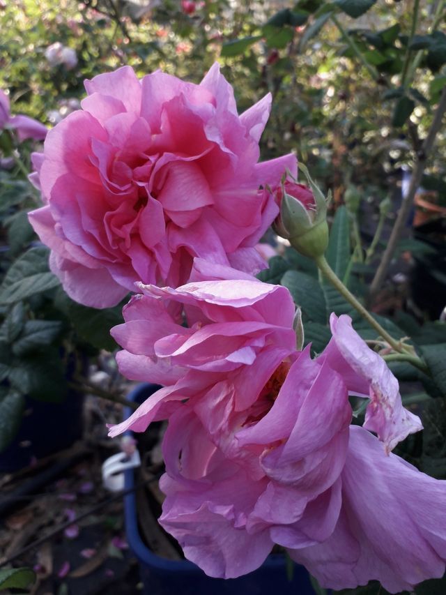 Rosa Empress Joséphine