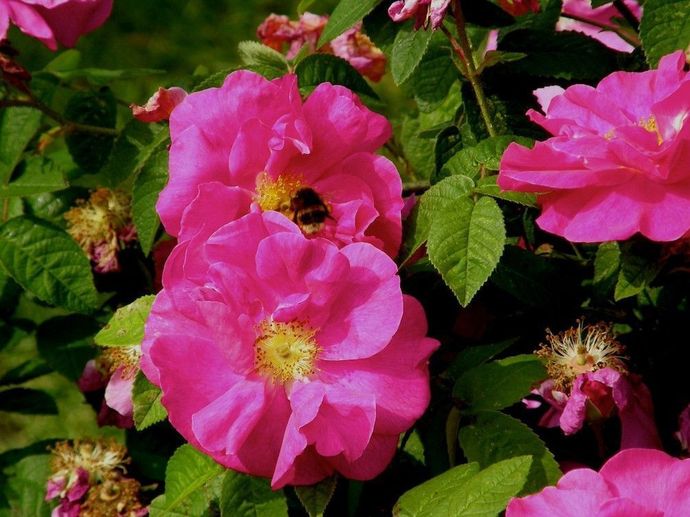 Rosa Gallica Officinalis