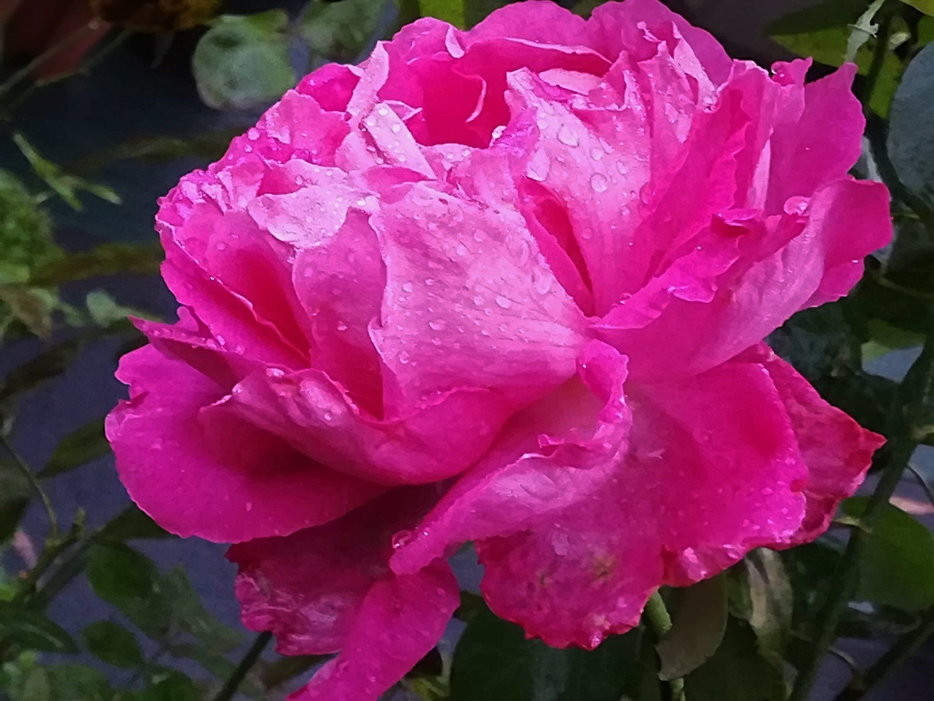 rosa