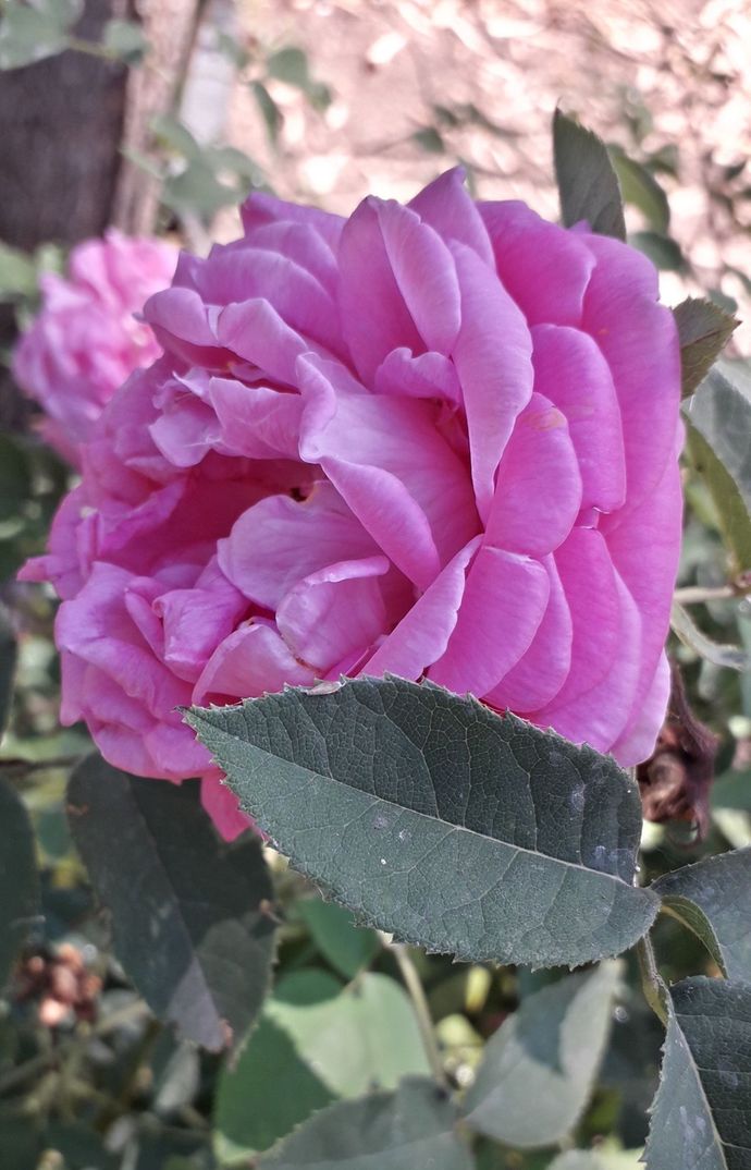 Rosa Isola di Chio