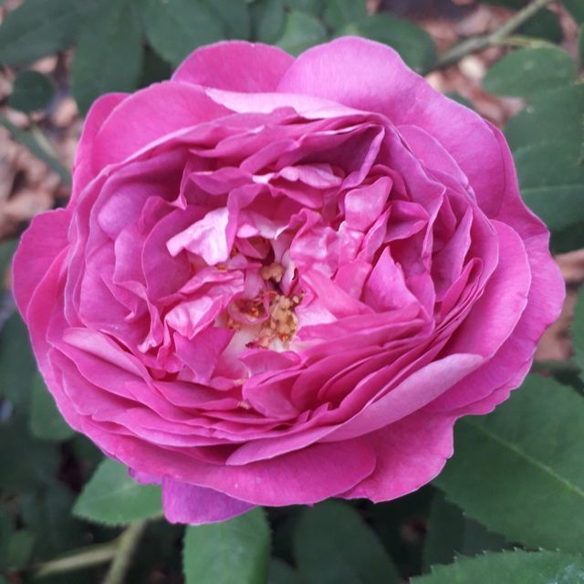 Rosa Jenny Duval