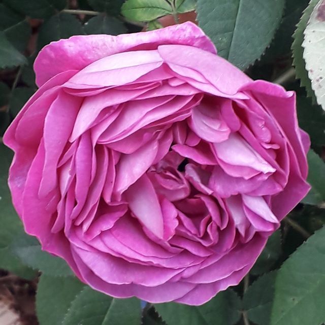 Rosa Jenny Duval