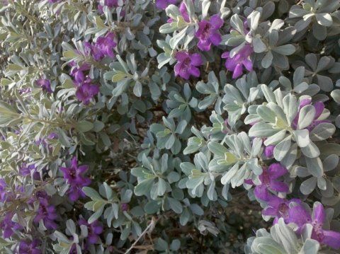 Leucophyllum
