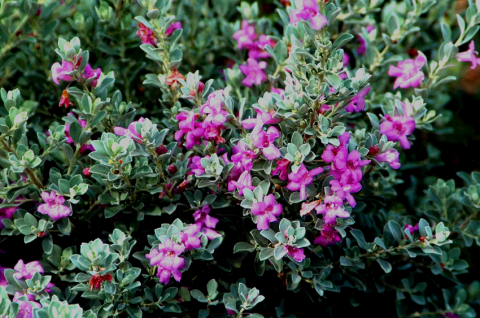 Leucophyllum