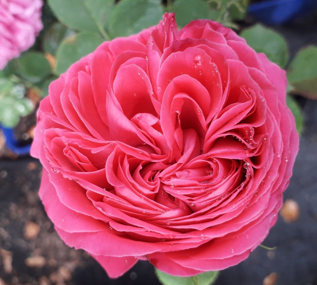 Rosa Souvenir de Madame de Corval
