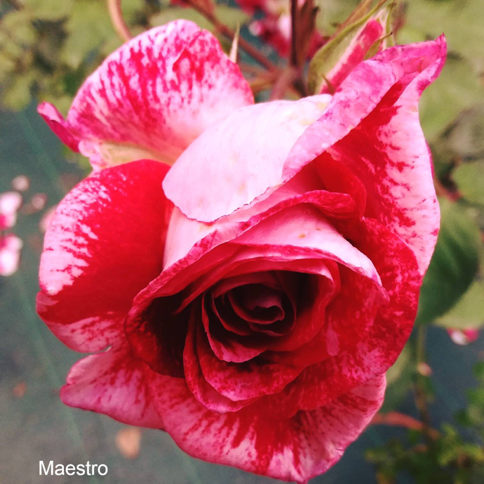 Rosa Maestro