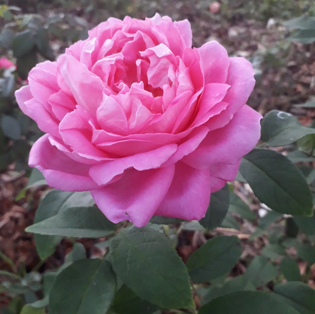 Rosa Monsieur de Morand